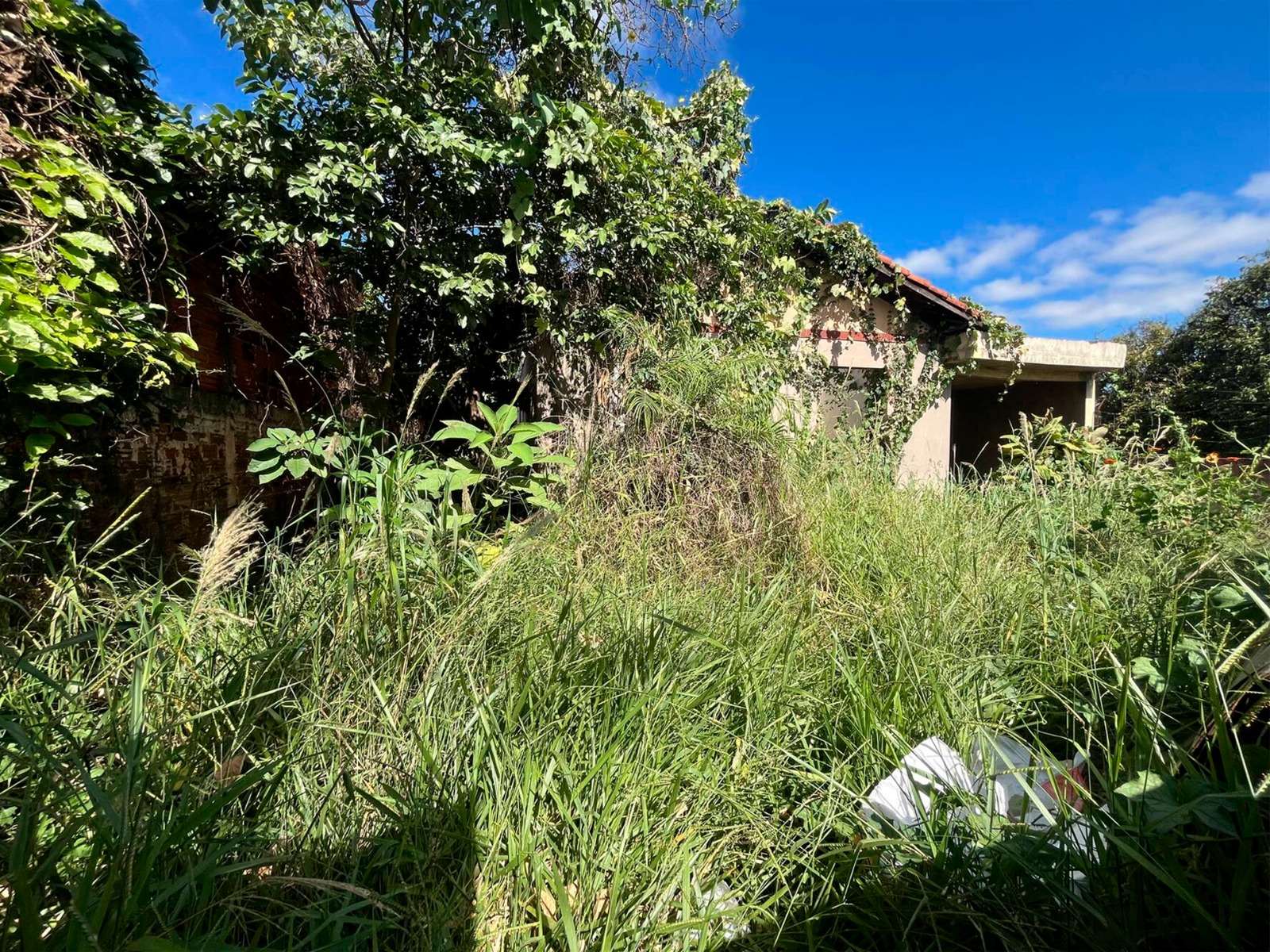 PREFEITURA DE PORANGATU DÁ PRAZO DE 30 DIAS PARA LIMPEZA DE LOTES E IMÓVEIS ABANDONADOS SOB PENA DE MULTA E COBRANÇA DE CUSTOS